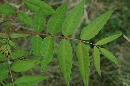 Surenbaum Toona sinensis Pflanze 15-20cm Chinesischer Gemüsebaum Rarität von Green Future Pflanzenhandel