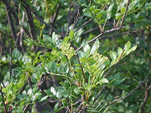 Szechuanpfeffer Zanthoxylum schinifolium Pflanze 35-40cm Japanischer Pfeffer von Green Future Pflanzenhandel