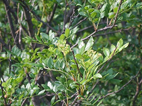 Szechuanpfeffer Zanthoxylum schinifolium Pflanze 55-60cm Japanischer Pfeffer von Green Future Pflanzenhandel