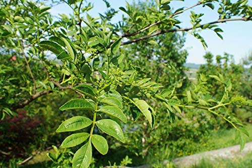 Täuschende Stachelesche Zanthoxylum simulans Pflanze 35-40cm Szechuanpfeffer von Green Future Pflanzenhandel