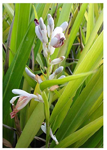 Thai-Ingwer Alpinia galanga Pflanze 5-10cm großer Galgant Ingwer Galangawurzel von Green Future Pflanzenhandel