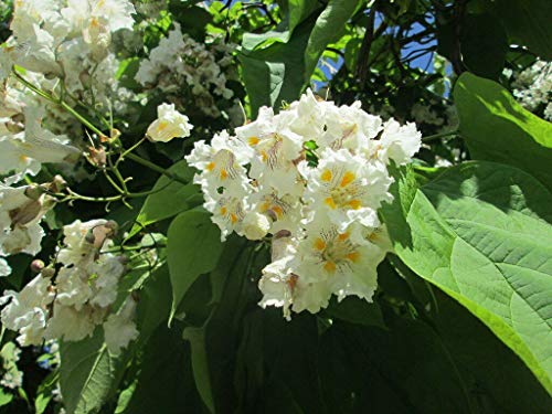 Trompetenbaum Catalpa bignonioides Pflanze 15-20cm Beamtenbaum Bohnenbaum von Green Future Pflanzenhandel