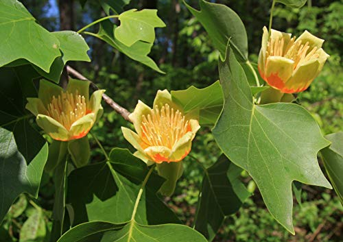 Tulpenbaum Liriodendron tulipifera Pflanze 70-80cm amerikanischer Tulpenbaum von Green Future Pflanzenhandel