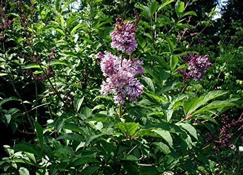 Ungarischer Flieder Syringa josikaea Pflanze 45-50cm Fliederstrauch Rarität von Green Future Pflanzenhandel