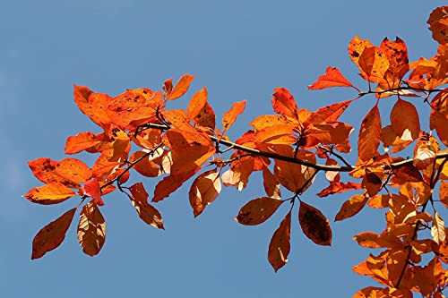 Wald-Tupelobaum Nyssa sylvatica Pflanze 5-10cm Schwarzer Tupelobaum Nymphenbaum von Green Future Pflanzenhandel