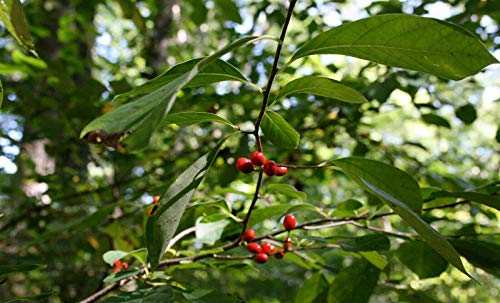 Wohlriechender Fieberstrauch Lindera benzoin Pflanze 25-30cm Gewürzstrauch Wohlriechender Fieberstrauch Lindera benzoin Pflanze 25-30cm Gewürzstrauch von Green Future Pflanzenhandel