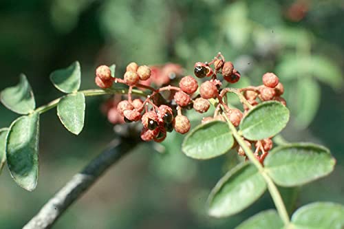 Zahnwehstrauch Zanthoxylum americanum Pflanze 35-40cm Täuschende Stachelesche von Green Future Pflanzenhandel