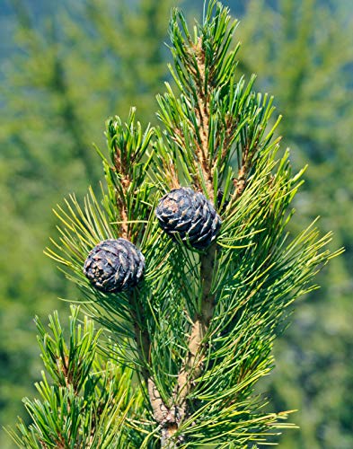 Zirbelkiefer Pinus cembra Pflanze 5-10cm Arbe Arve Zirbe Zirbel-Kiefer von Green Future Pflanzenhandel