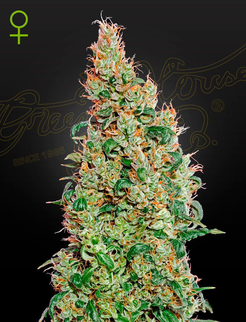 Green-O-Matic von Green House Seeds