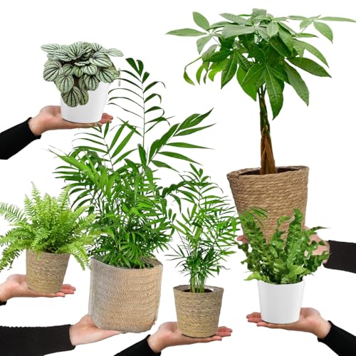 6er Box Zimmerpflanzen Happy Cat – Tierfreundliches Set mit Zwergpfeffer, Bergpalme, Nestfarn, Schwertfarn & Glückskastanie – Höhe 15-70 cm – mit Übertöpfen – frisch aus der Gärtnerei – Green Me Up von Green Me Up