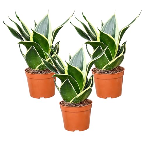 Babypflanze Drillinge Bogenhanf | 3x Sansevieria laurentii im 9 cm Topf | pflegeleichte Zimmerpflanze | langsam wachsend | luftreinigende Büropflanze | tierfreundlich | Green Me Up Babypflanze Drillinge Bogenhanf | 3x Sansevieria laurentii im 9 cm Topf | pflegeleichte Zimmerpflanze | langsam wachsend | luftreinigende Büropflanze | tierfreundlich | Green Me Up von Green Me Up