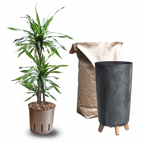 Büropflanze Hydro XL Dracaena Rikki Palme | 110–120 cm | Mit Betonoptik-Vase 44 cm | Zimmerpflanze mit Blähton & Wasserstandsanzeiger | Luftreinigende Pflanze | Green Me Up Büropflanze Hydro XL Dracaena Rikki Palme | 110–120 cm | Mit Betonoptik-Vase 44 cm | Zimmerpflanze mit Blähton & Wasserstandsanzeiger | Luftreinigende Pflanze | Green Me Up von Green Me Up