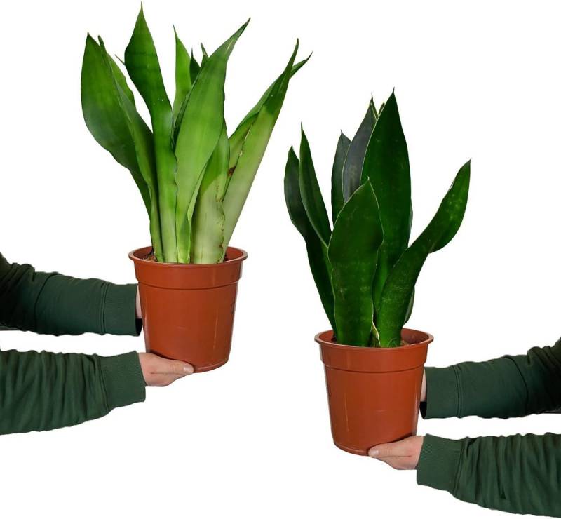 Green Me Up Zimmerpflanze 2er Fensterbankset Sansevieria, Wächst in Erde, Pflege gleich null, Luftverbessernd, Kompakter Wuchs von Green Me Up