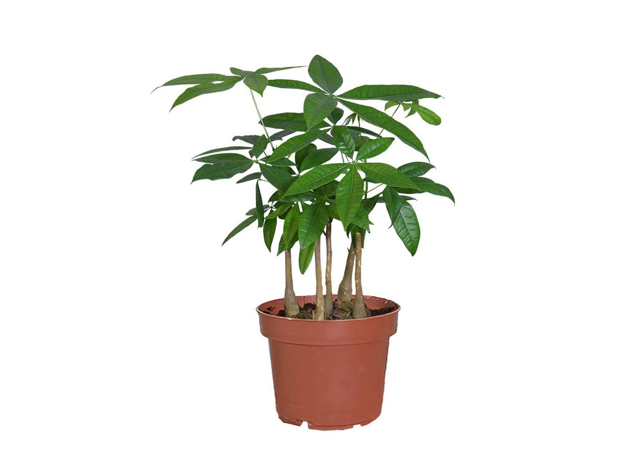 Green Me Up Zimmerpflanze Glückskastanie mit mehreren Stämmen, im 16–17 cm Topf, 50–60 cm hoch, pflegeleicht & ungiftig, ideal für Wohnzimmer, Büro & Katzenhaushalte von Green Me Up