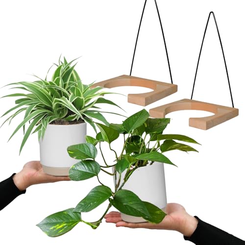 Grünlilie & Efeutute – Hängendes Zimmerpflanzen Starterpack – 2 Rankende Zimmerpflanzen frisch aus der Gärtnerei – Höhe 15-25 cm – Töpfe 10,5-12 cm – mit Wandhänger-Set – Green Me Up Grünlilie & Efeutute – Hängendes Zimmerpflanzen Starterpack – 2 Rankende Zimmerpflanzen frisch aus der Gärtnerei – Höhe 15-25 cm – Töpfe 10,5-12 cm – mit Wandhänger-Set – Green Me Up von Green Me Up