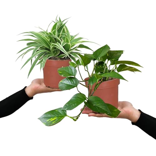 Grünlilie & Efeutute – Hängendes Zimmerpflanzen Starterpack - 2 Rankende Zimmerpflanzen - Höhe 15-25 cm - Töpfe 10,5-12 cm - Green Me Up von Green Me Up