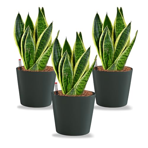 Hydrokultur Büropflanzen 3er Set Bogenhanf in Keramiktöpfen Anthrazit - Topf ⌀ 16 cm - Pflanze ca. 30 cm – pflegeleichte Zimmerpflanzen inkl. Blähton, Wasserstandsanzeiger & Dünger von Green Me Up