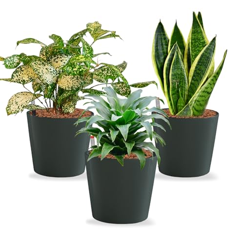 Hydrokultur Büropflanzen 3er Set Drachenbaum Mix in Keramiktöpfen Anthrazit - Topf ⌀ 16 cm - Pflanze ca. 30 cm – pflegeleichte Zimmerpflanzen inkl. Blähton, Wasserstandsanzeiger & Dünger von Green Me Up