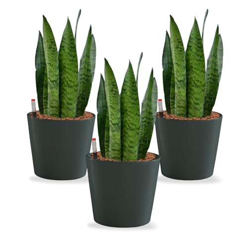 Hydrokultur Büropflanzen 3er Set Sansevieria in Keramiktöpfen Anthrazit - Topf ⌀ 16 cm - Pflanze ca. 30 cm – pflegeleichte Zimmerpflanzen inkl. Blähton, Wasserstandsanzeiger & Dünger von Green Me Up