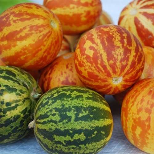 Queen Anne Pocket Melon oder Plum Granny 25 Samen Probieren Sie es aus Sie Schöne sind von SVI