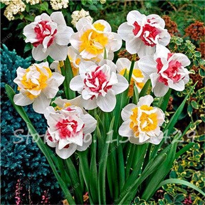 100 Stücke Narzissen Blumensamen, Sehr Schöne Blumensamen (Nicht Narzissen Zwiebeln) Einfach Wachsende Hausgarten Ornamente von SVI