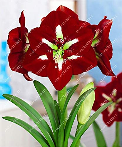 100 Teile/beutel Amaryllis Samen Hippeastrum Samen (Nicht Amaryllis Zwiebeln) Dachterrasse Garten Terrasse Garten Barbados Lilie Blumensamen von SVI