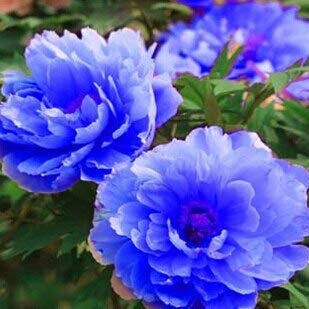 20 Teile/beutel Blaue Pfingstrose Samen Blumensamen Hausgartenarbeit, seltene Pfingstrose Baum Pflanze von SVI