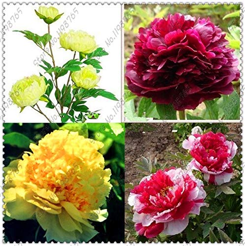 30 Teile/beutel Chinesische Pfingstrose, Pfingstrosenwurzel Samen, Chinesische Rosa Goldene Lila Duble Farben Pfingstrose Blumensamen von Green Vendor