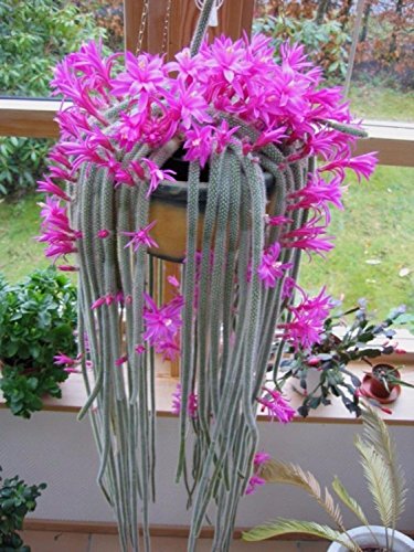 Aporocactus Flagelliformis ~ Atemberaubender Rattenschwanzkaktus ~ Rosa Blüten ~ 5 Samen ~ von SVI