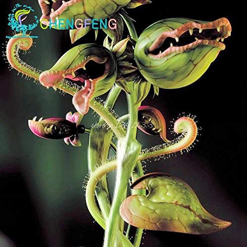Gelb: 200 Stücke Dionaea Muscipula Riesen Clip Venus Drachen Fliegenfalle Samen Bonsai Pflanzen Blumensamen Für Home Graden Bauernhof Pflanzensamen von SVI