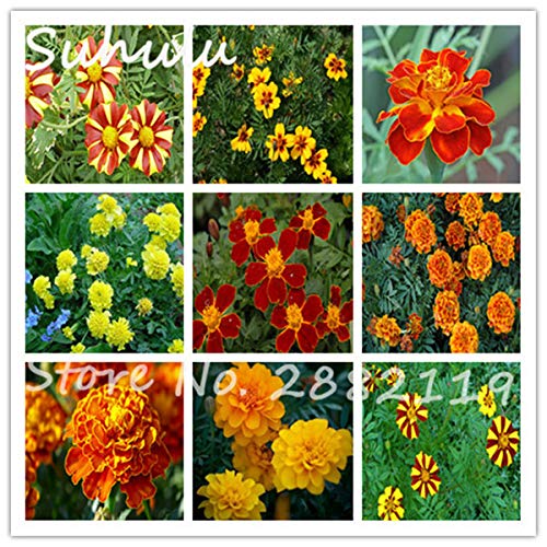 Gemischt: 100 Partikel Tagetes Patula Samen Selten Schöne Blumen Samen Exotische Pflanzen French Marigold Seeds Diy Home Garden Planting von Green Vendor