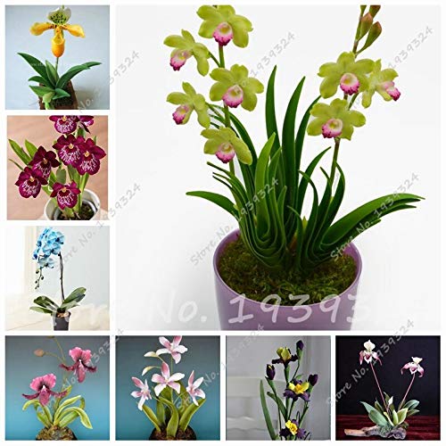 Gemischt: 100 Teile/beutel Seltene Mini Orchidee Samen Phalaenopsis Orchidee Indoor Miniatur Garten Bonsai Blumensamen Orchidee Topf Hausgarten Pflanze von SVI
