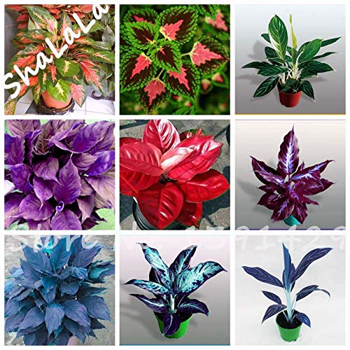 Gemischt: Wunderschönes Aglaonema & # 39; Pink Dud & # 39; Mosaik Pflanzen Blumensamen Seltene Wohnzimmer Bonsai Samen Gartengewächshaus Mini Topf 100 Stücke von SVI