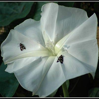 Ipomoea Alba 100 Samen, Moonflower, White Morning-Glory, Vines Flowers From Thai 15 von SVI