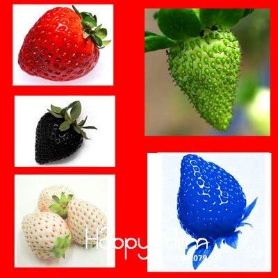 Mix: Zeitlimit !!Erdbeersamen Obstsamen, 5 Arten von verschiedenen Erdbeeren - 200 Stück Klettererdbeersamen/Pack, 2Hdhrv von Green Vendor