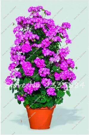 Neue 100 Seltene Klettergeranie Blau Samen Pelargonium Peltatum Bonsai Mehrjährige Blume Innenraum Garten Topfpflanze Einfach Wachsen von SVI