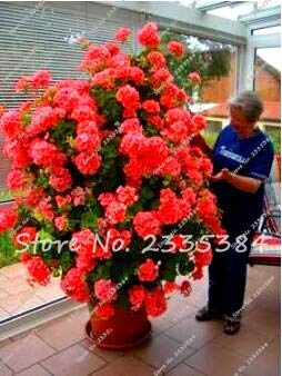 Neue 100 Seltene Klettergeranie Blau Samen Pelargonium Peltatum Bonsai Mehrjährige Blume Innenraum Garten Topfpflanze Einfach Wachsen von SVI