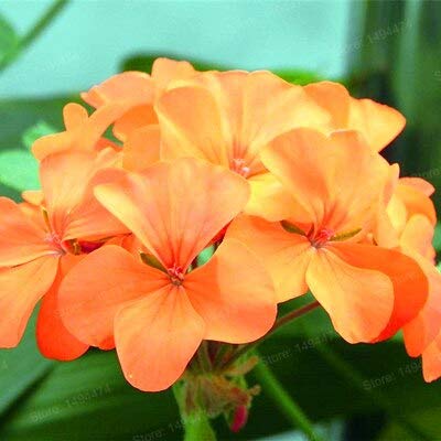 Orange: 100 Teile/beutel Mischfarbe Geranie Blume Geranie Samen Bonsai Samen Schöne Regenbogen Blume Pflanzen Für Hausgarten von SVI