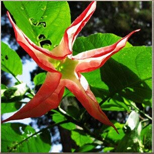 Schwarze Samen, Brugmansia-Engelstrompeten, Bonsai-Baum-Blumensamen 100 Partikel/Los von SVI