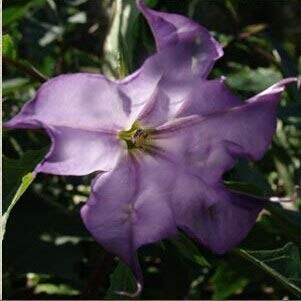 Schwarze Samen, Brugmansia-Engelstrompeten, Bonsai-Baum-Blumensamen 100 Partikel/Los von Green Vendor