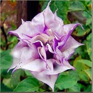 Schwarze Samen, Brugmansia-Engelstrompeten, Bonsai-Baum-Blumensamen 100 Partikel/Los von SVI