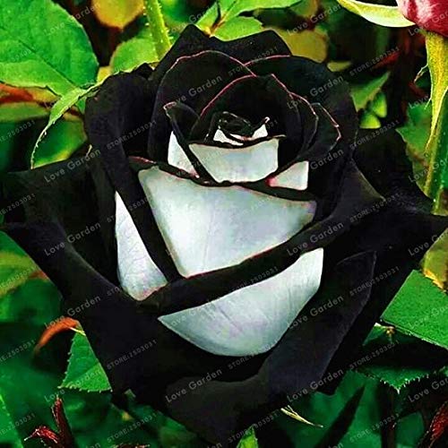 Seltene Rose Samen Schwarze Rose Blume Mit Roten Rand Seltene Rose Blumen Samen Für Garten Bonsai Pflanzen Hausgarten Pflanze 50 Stücke von SVI