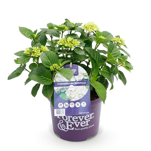 Green boutiQ - Balkonpflanze - Hortensie - Hydrangea Forever & Ever - Weiß - 7-12 Blüten - Topf 23cm Höhe 55cm von Green boutiQ