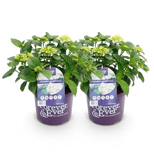 Green boutiQ - Balkonpflanze - Hortensie - Hydrangea Forever & Ever - Weiß - 7-12 Blumen - 2 Pflanzen - Topf 23cm Höhe 55cm Green boutiQ - Balkonpflanze - Hortensie - Hydrangea Forever & Ever - Weiß - 7-12 Blumen - 2 Pflanzen - Topf 23cm Höhe 55cm von Green boutiQ