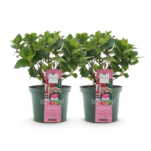 Green boutiQ - Balkonpflanze - Hortensie - Hydrangea Magical Green Fire - Rosa Grün - 6-10 Blüten - 2 Pflanzen - Topf 23cm Höhe 55cm Green boutiQ - Balkonpflanze - Hortensie - Hydrangea Magical Green Fire - Rosa Grün - 6-10 Blüten - 2 Pflanzen - Topf 23cm Höhe 55cm von Green boutiQ