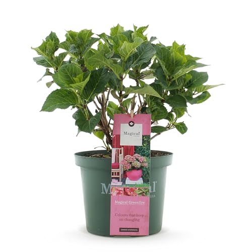 Green boutiQ - Balkonpflanze - Hortensie - Hydrangea Magical Green Fire - Rosa Grün - 6-10 Blumen - Topf 23cm Höhe 55cm von Green boutiQ