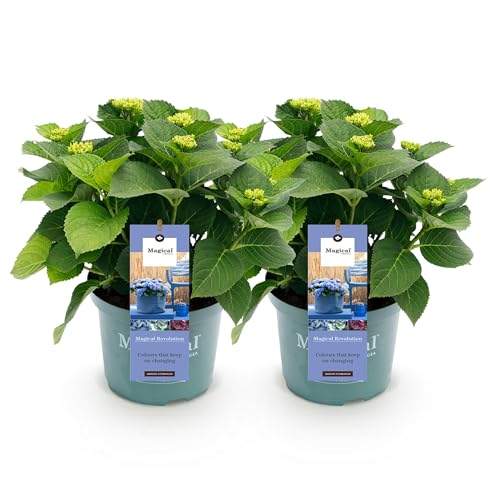 Green boutiQ - Balkonpflanze - Hortensie - Hydrangea Magical Revolution Blue - Blau - 6-10 Blumen - 2 Pflanzen - Topf 23cm Höhe 55cm von Green boutiQ