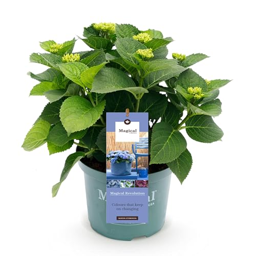 Green boutiQ - Balkonpflanze - Hortensie - Hydrangea Magical Revolution Blue - Blau - 6-10 Blumen - Topf 23cm Höhe 55cm von Green boutiQ