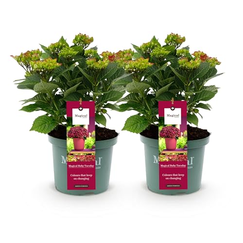 Green boutiQ - Balkonpflanze - Hortensie - Hydrangea Magical Teusday & Saphire - Rot - 6-10 Blumen - 2 Pflanzen - Topf 23cm Höhe 55cm von Green boutiQ