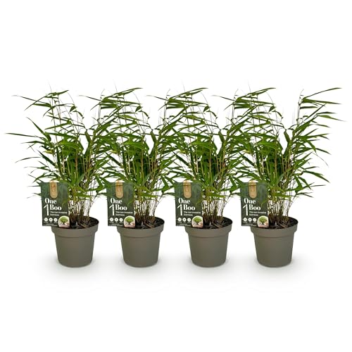 GreenboutiQ - Bambus - Fargesia Blue Dragon - Grün - 4 Pflanzen - Immergrün - Nicht Ausbreitend - Topf 14cm Höhe 35cm von Green boutiQ